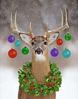 White-tailed Deer - buck in winter snow with Christmas baubles & wreath