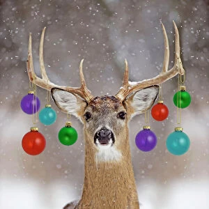 Christmas Collection: White-tailed Deer - buck in winter snow Digital Manipulation
