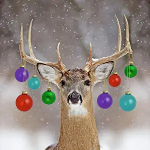 Deer Prints: White-tailed Deer - buck in winter snow Digital Manipulation