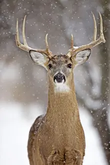 Christmas Prints: White-tailed Deer - buck in winter snow - New York - USA