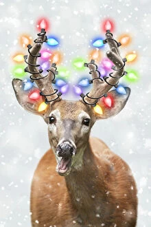 White-tailed Deer with Christmas lights in winter snow