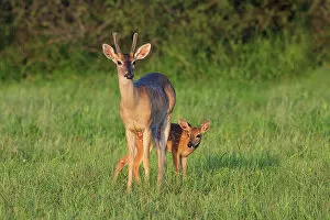 Larry Gallery: White-tailed Deer (Colinus virginianus) in grassy habitat