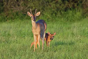 Spotted Prints: White-tailed Deer (Colinus virginianus) in grassy habitat Date: 30-07-2020