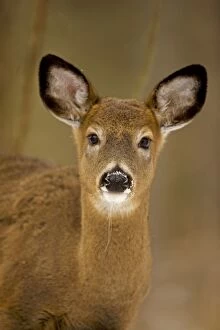 Images Dated 8th December 2006: White-tailed Deer - Doe