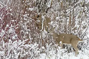 Hooves Prints: White-tailed Deer - doe and buck in snow storm during November rut - Autumn - Montana - Western U