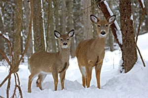 White-tailed Deer - doe and fawn in deep snow after a snow storm
