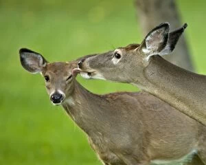 White-tailed Deer - Doe and fawn interacting