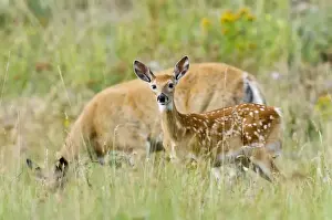 Pretty Prints: White-tailed Deer - doe & fawn - Summer - Western U. S. _E3D6539