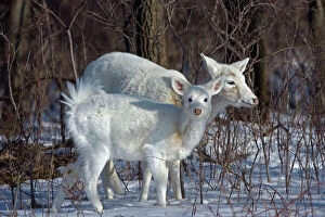 White-tailed Deer - doe and fawn, white color phase, rare color phase resulting from double recessive white genes which