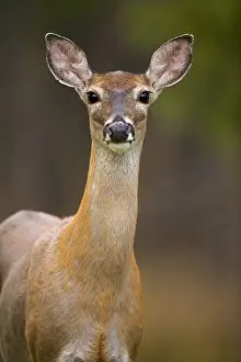White-tailed Deer - Doe - In late summer - Found over much of the U. S. -southern Canada and Mexico and introduced elsewhere in the world - Lives in forests-swamps and open brushy areas nearby - A browser-eats twigs-shrubs-fungi-acorns and grass