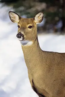 White Tail Prints: White-tailed Deer - doe. MD2011