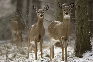 White-tailed Deer - doe in snow