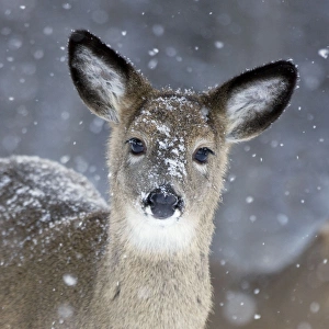 Images Dated 20th December 2008: White-tailed Deer - Doe in snow - New York - USA