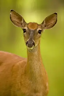 White-tailed Deer - Doe - Found over much of the U. S. -southern Canada and Mexico and introduced elsewhere in the world - Lives in forests-swamps and open brushy areas nearby - A browser-eats twigs-shrubs-fungi-acorns and grass
