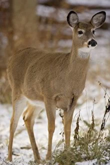 Images Dated 8th December 2006: White-tailed Deer - Doe USA