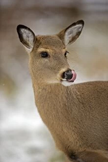 Images Dated 8th December 2006: White-tailed Deer - Doe USA