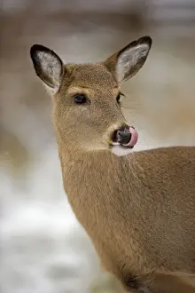 White-tailed Deer - Doe USA