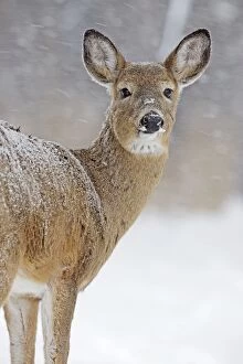 White-tailed Deer - doe in winter snow