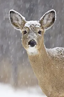 Christmas Prints: White-tailed Deer - doe in winter snow - New York - USA