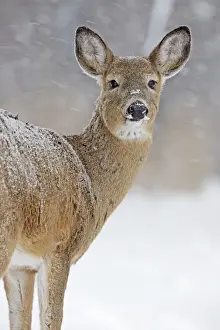 White-tailed Deer - doe in winter snow - New York - USA