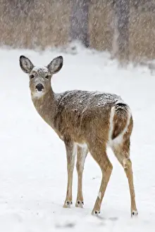 Deer Prints: White-tailed Deer - doe in winter snow - New York - USA
