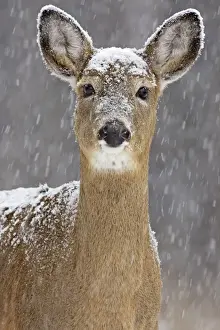 White-tailed Deer - doe in winter snow - New York - USA