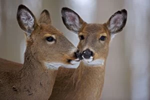 White-tailed Deer - Does
