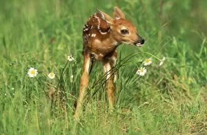 White-Tailed Deer - Fawn