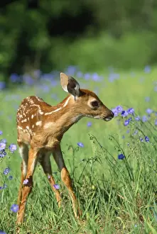 Fawn Prints: White-tailed Deer - fawn
