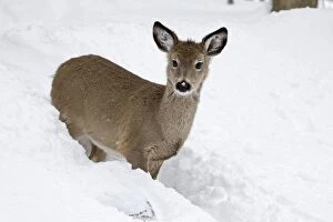 White-tailed Deer - fawn in deep snow after a snow storm