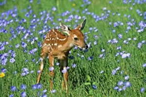 White-tailed Deer - Fawn in flowers