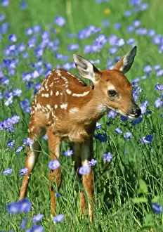 White-tailed Deer - Fawn in flowers. USA