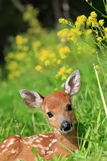 Deer Prints: White-tailed Deer - fawn. Minnesota - United States