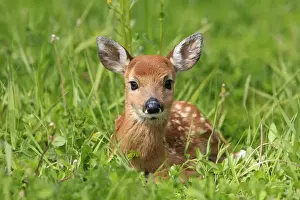 White-tailed Deer - fawn. Minnesota - United States