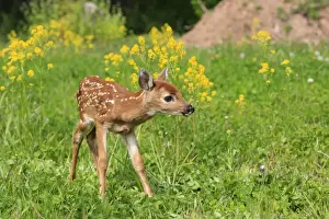 White-tailed Deer - fawn. Minnesota - United States