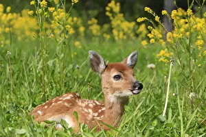 White-tailed Deer - fawn. Minnesota - United States