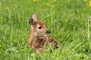 White-tailed Deer - fawn. Minnesota - United States