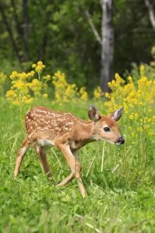 White-tailed Deer - fawn. Minnesota - United States