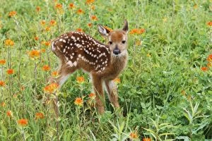 White-tailed Deer - Fawn in Orange Paintbrush wild flowers & grass