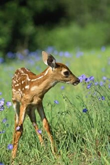 WHITE-TAILED DEER - fawn in purple flowers