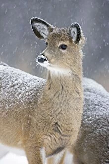 Images Dated 10th January 2009: White-tailed Deer - Fawn in snow - New York - USA