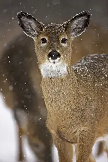 White-tailed Deer - Fawn in snow - Found over much of the U. S. -southern Canada and Mexico and introduced elsewhere in the world - Lives in forests-swamps and open brushy areas nearby - A browser-eats twigs-shrubs-fungi-acorns and grass