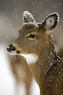 White-tailed Deer - Fawn in snow - Found over much of the U. S. -southern Canada and Mexico and introduced elsewhere in the world - Lives in forests-swamps and open brushy areas nearby - A browser-eats twigs-shrubs-fungi-acorns and grass