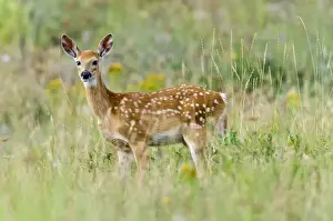 Pretty Prints: White-tailed Deer - fawn - Summer - Western U. S. _E3D6536