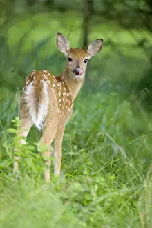 Fawn Prints: White-tailed Deer - Fawn in woods - Spring - New York - USA