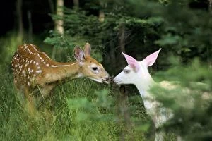 Images Dated 15th January 2007: White-tailed Deer - fawns greeting each other (one)