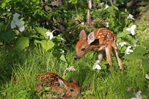 Deer Collection: White-tailed Deer - two fawns. Minnesota - USA