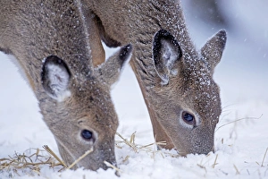 Images Dated 27th December 2010: White-tailed Deer - feeding in winter snow - New York - USA