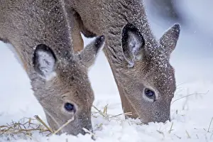 Christmas Prints: White-tailed Deer - feeding in winter snow - New York - USA
