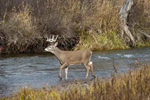 Crossing Prints: White-tailed Deer - in late fall wading stream - Rocky Mountains - Montana - USA _DSC0281